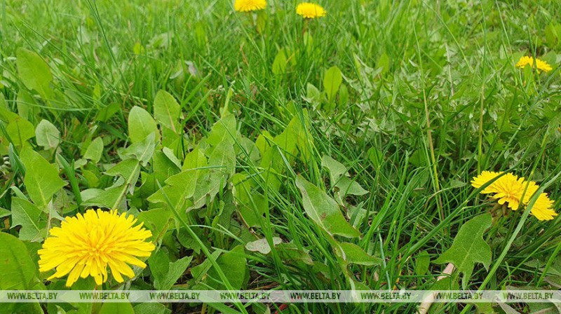Национальный чемпионат "Кубок чистоты Беларуси" стартует 20 апреля Национальный чемпионат "Кубок чистоты Беларуси" стартует 20 апреля